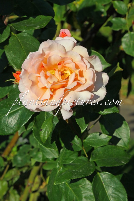 Rosa ‘Compassion’