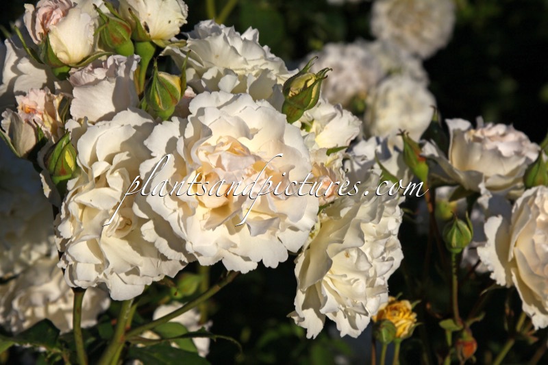 Rosa ‘Orybie’ (POUSTINIA)