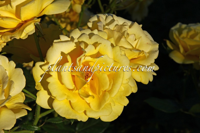 Rosa ‘Internetuv’ (LIESBETH CANNEMAN)