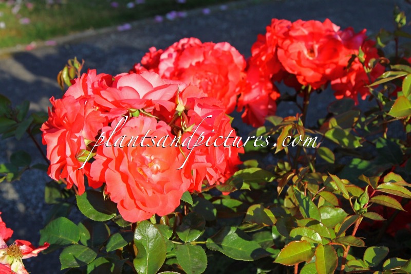 Rosa ‘Korpalmor’ (SCHLOSS BALTHAZAR)