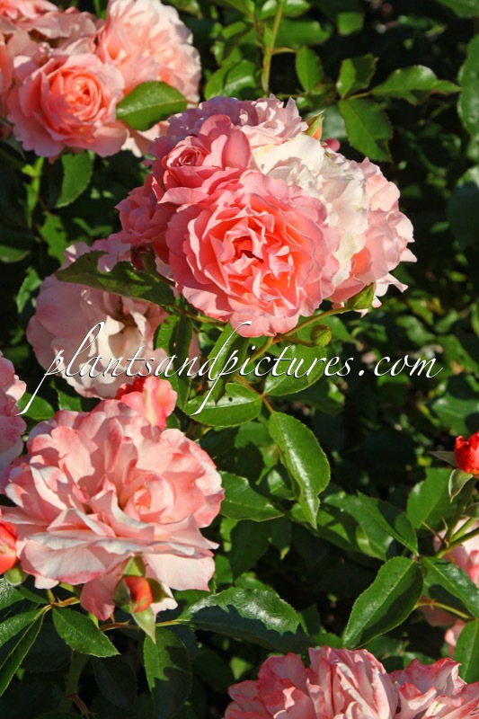 Rosa ‘Meisylpho’ (BOTTICELLI 2005)