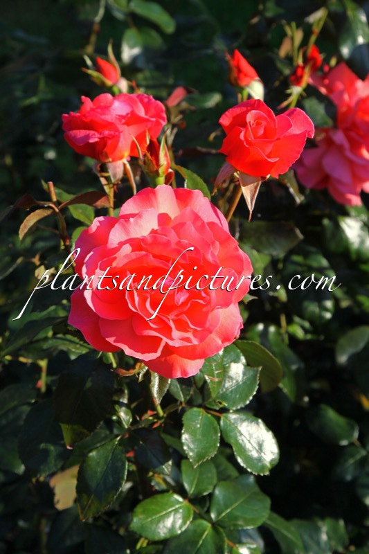 Rosa ‘Horbondsmile’ (BRAVEHEART)