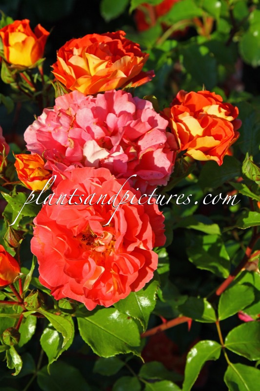 Rosa ‘Korassenet’ (GEBRÜDER GRIMM)