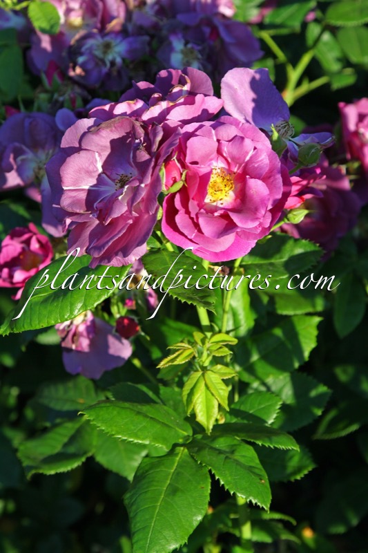 Rosa ‘Frantasia’ (RHAPSODY IN BLUE)