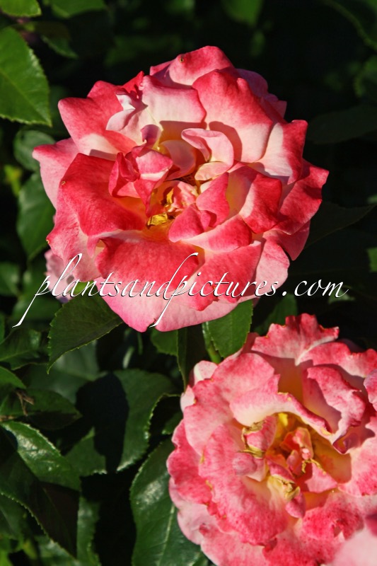 Rosa ‘Inspiration’