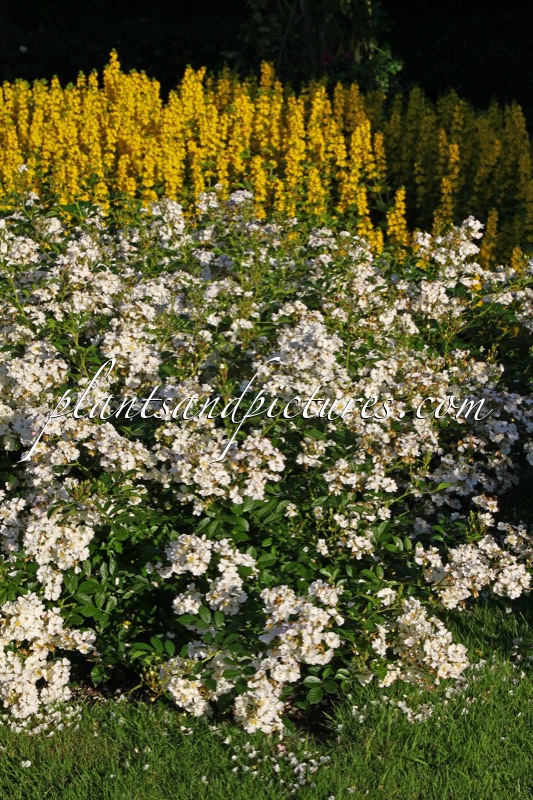 Rosa ‘Ivtagolf’ (GOLF)