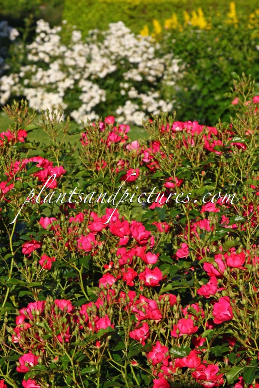 Rosa ‘Bokrathon’ (MARATHON)