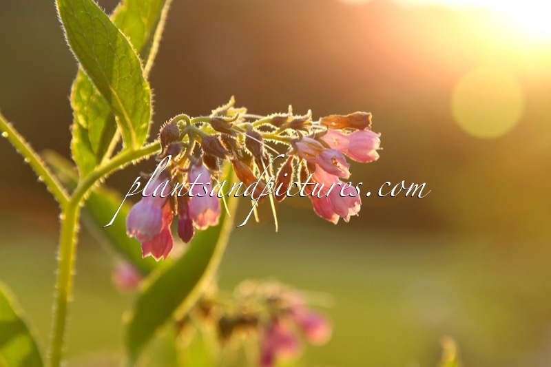 Symphytum ofiicinale