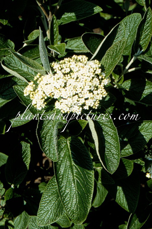 Viburnum lantana ‘Candy’