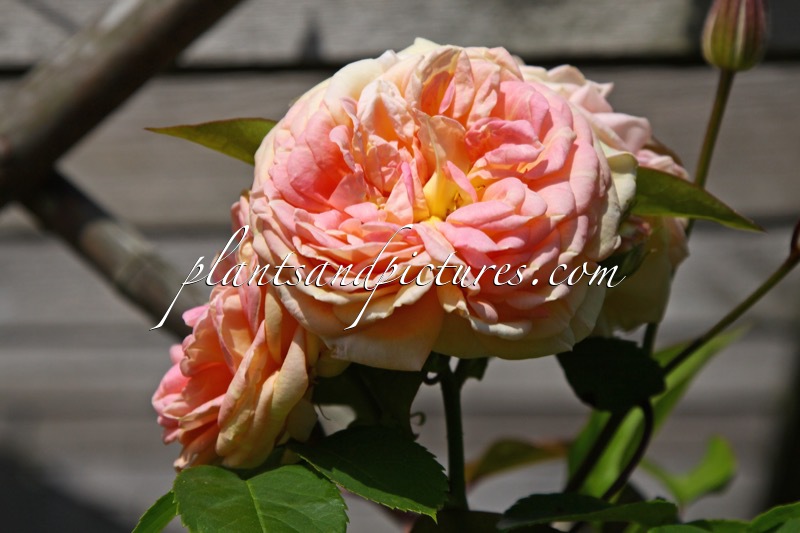 Rosa ‘Alchymist’