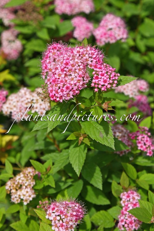 Spiraea japonica ‘Manon’
