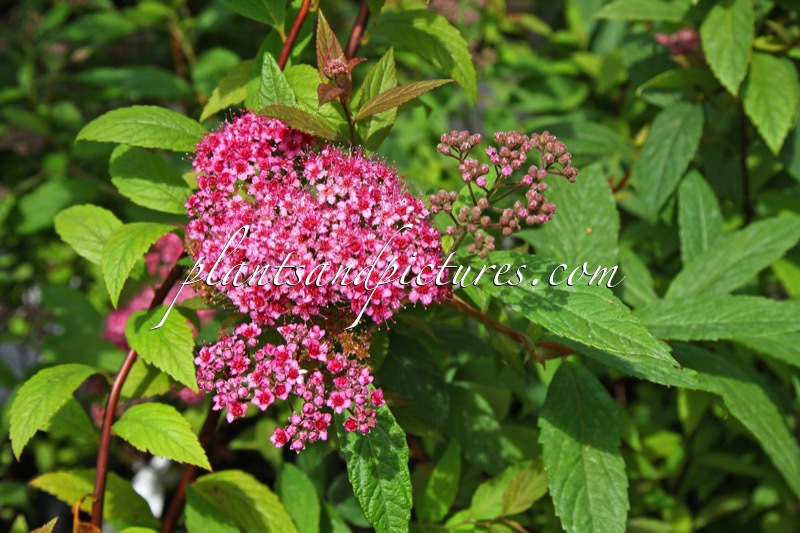 Spiraea japonica ‘Froebelii’