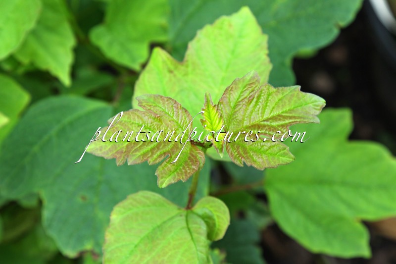 Viburnum opulus ‘Strömsund’