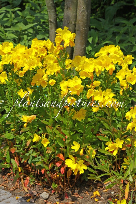 Oenothera fruticosa ‘Hohes Licht’