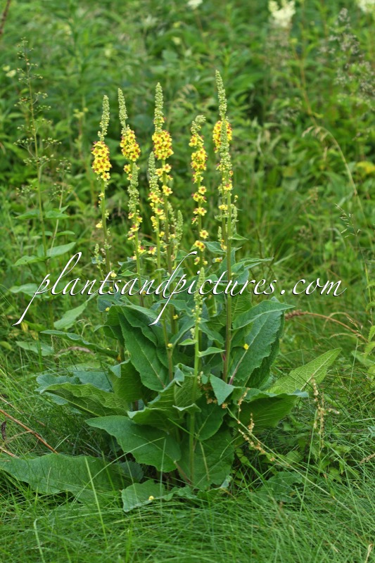 Verbascum nigrum