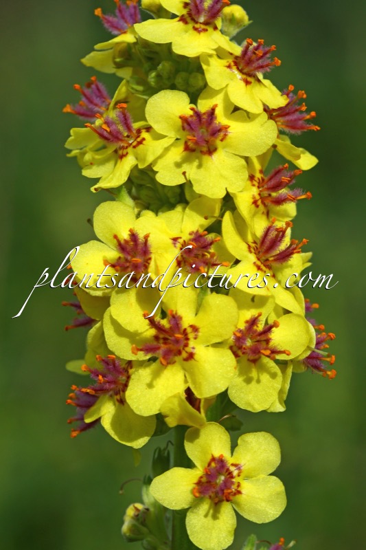 Verbascum nigrum