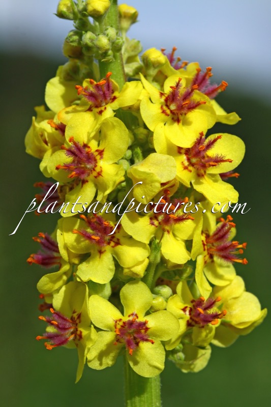 Verbascum nigrum