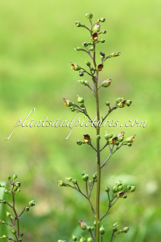 Scrophularia nodosa