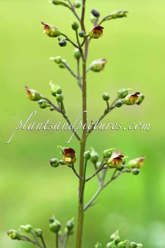Scrophularia nodosa