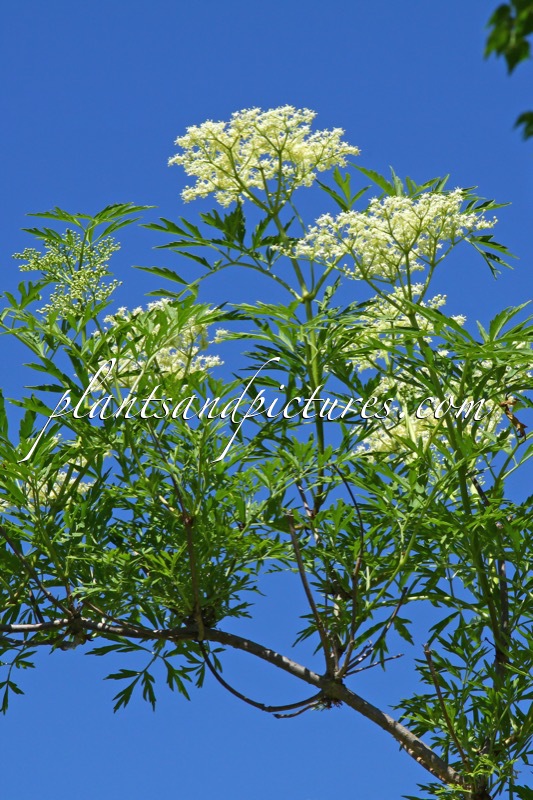 Sambucus nigra ‘Laciniata’