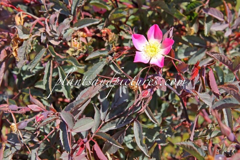 Rosa glauca