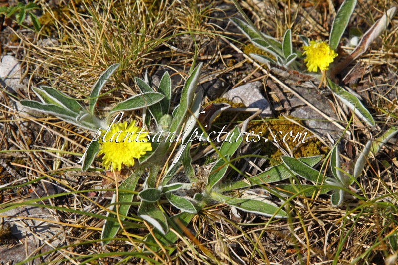 Pilosella officinarum