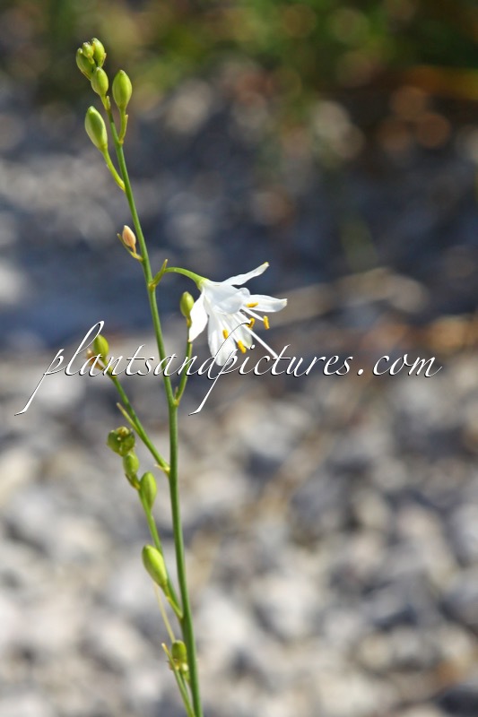 Anthericum ramosum
