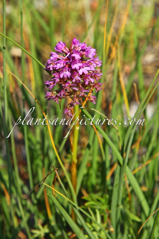 Anacamptis pyramidalis