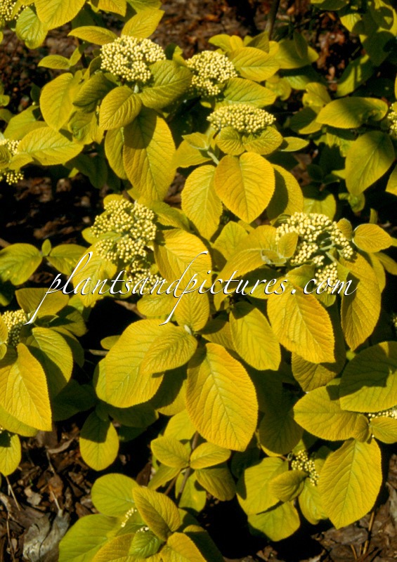 Viburnum lantana ‘Aureum’