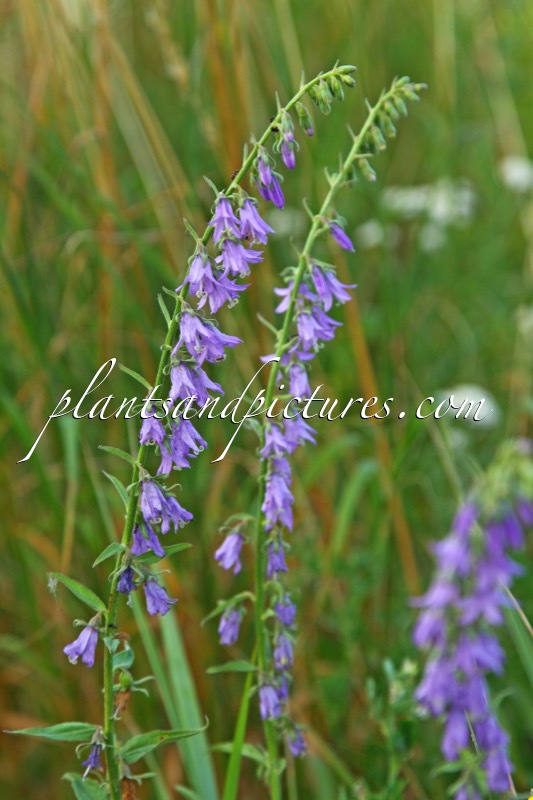 Campanula rapunculoides