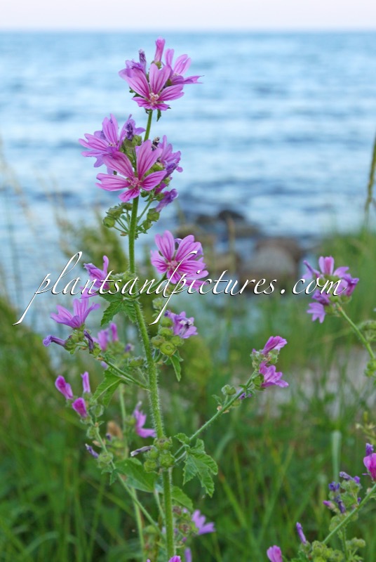 Malva sylvestris