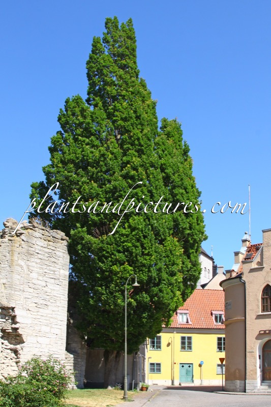 Quercus robur ‘Fastigiata’