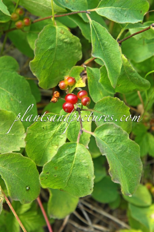 Lonicera xylosteum