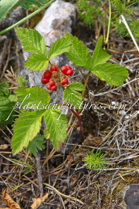 Rubus saxatilis