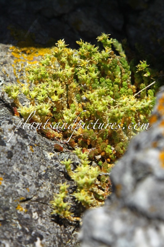 Sedum acre