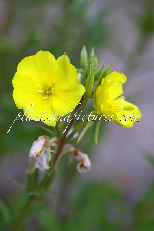 Oenothera rubricaulis