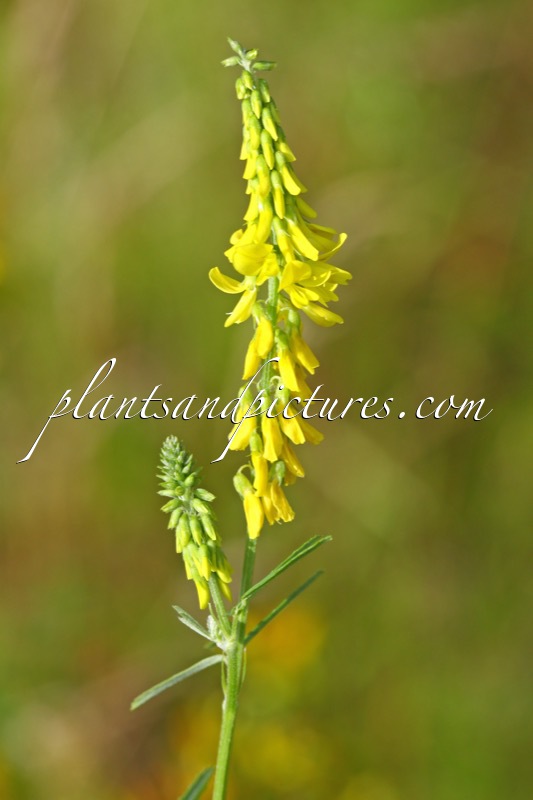 Melilotus officinalis