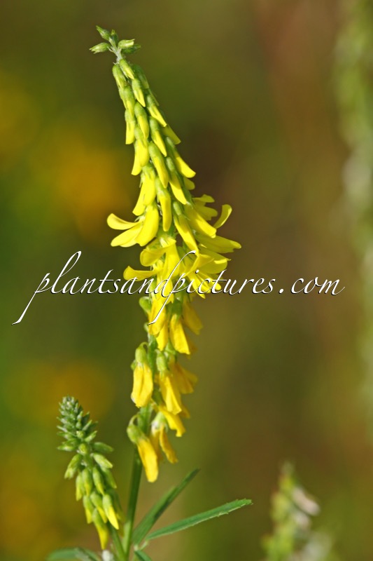 Melilotus officinalis