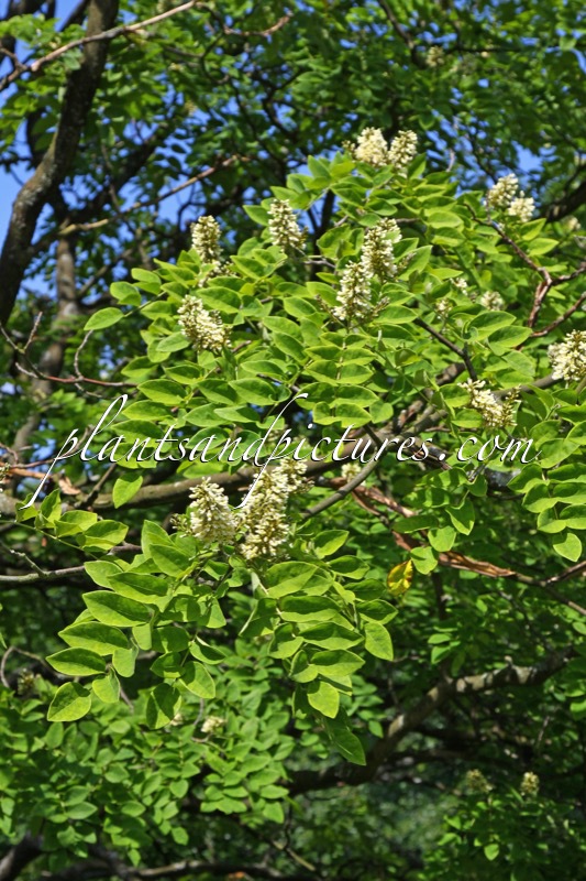Maackia amurensis var. buergeri