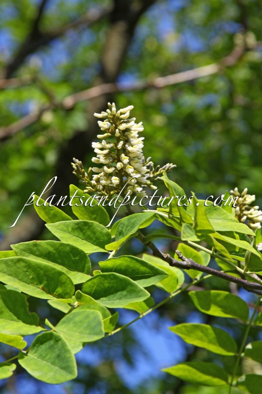 Maackia amurensis var. buergeri