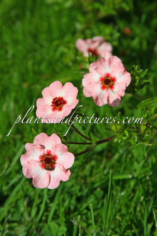 Potentilla hopwoodiana