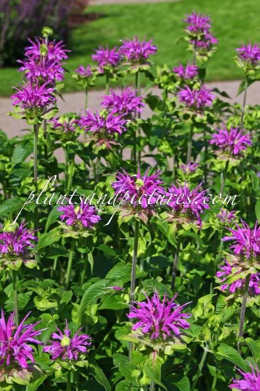 Monarda ‘Prärienacht’