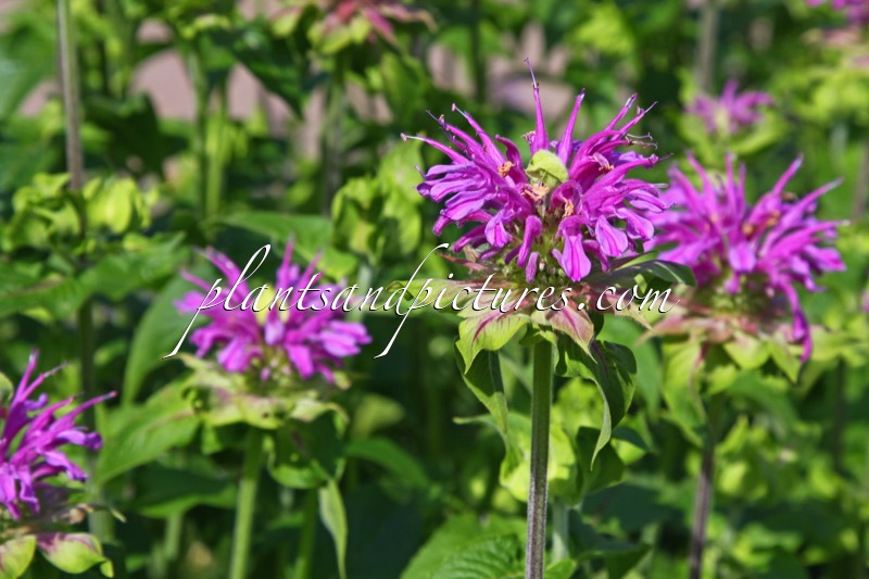 Monarda ‘Prärienacht’