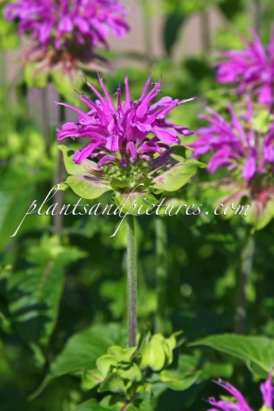 Monarda ‘Prärienacht’
