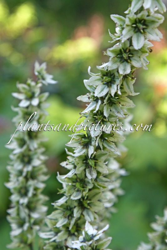 Veratrum californicum