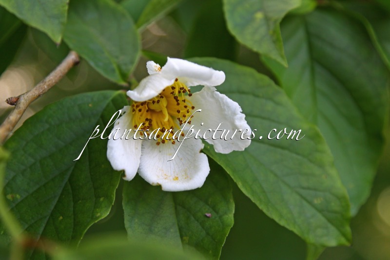 Stewartia pseudocamellia var. koreana
