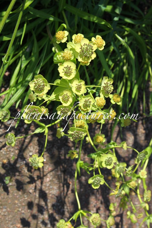 Bubleurum angulosum