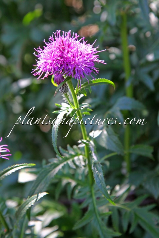 Serratula tinctoria subsp. macrocephala