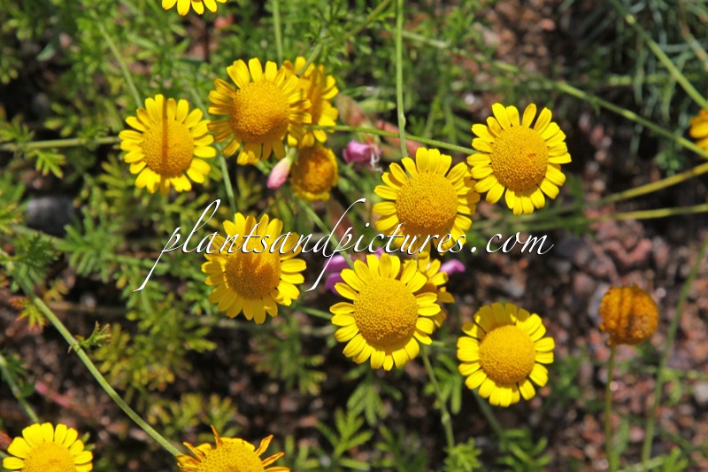 Anthemis tinctoria