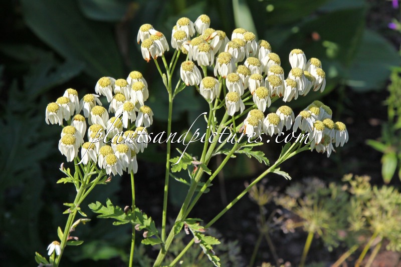 Tanacetum corymbosum
